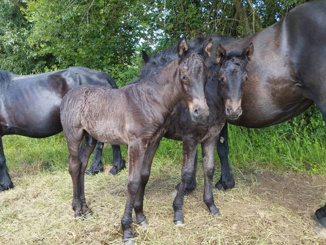 Chevaux