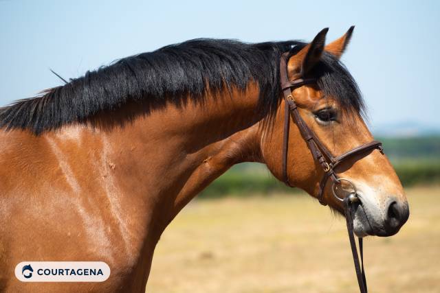 Haflinger croisé connemara 1m58