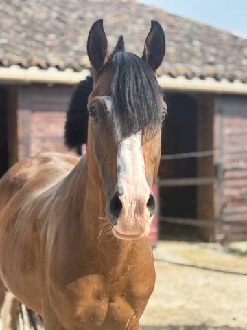 Pensions bien-être – haras de l’esperanza (31230 cazac)