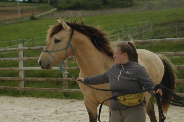 Hondo : étalon rbp 3 gênes de couleur