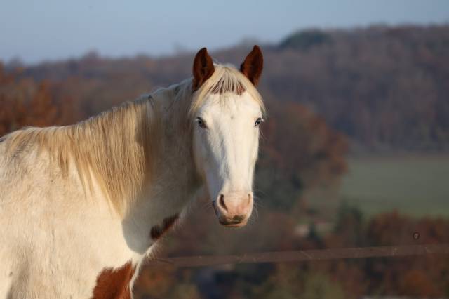 Pension chevaux en écurie active nozay 91