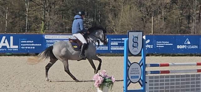 à vendre jolie jument de 5 ans