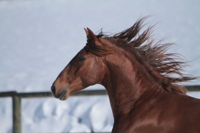 Magnifique étalon Pure Race Espagnole Alezan Cuivré