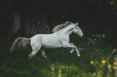 Saillies étalon Pur Sang Lusitanien crème
