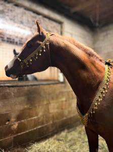 Licol et collier pour le cheval arabe