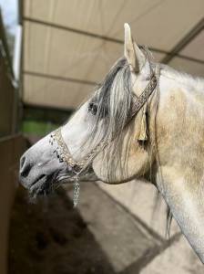 Licol et collier pour le cheval arabe 