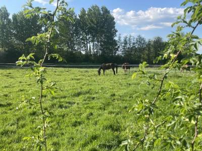 Écurie de propriétaires proche Toucy (89130)