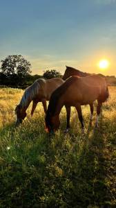Pension pré/retraite/ reproduction /insemination Allier