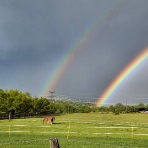 Pension troupeau pour chevaux