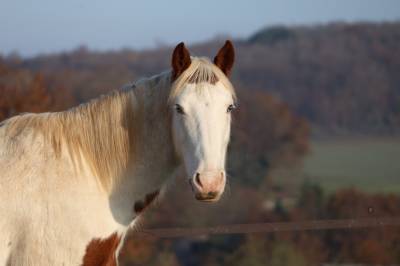 Pension chevaux en écurie active NOZAY 91