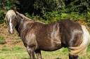 Etalon Quarter Horse Fondation Black Silver Dapple 