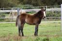 Pouliche Welsh Pony 