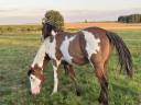 Poulain Paint horse 