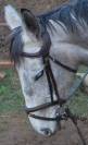 Filet-bridon ergonomique taille cheval