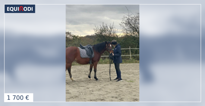 ② Selle de Dressage 17 d'Occasion à Découvrir