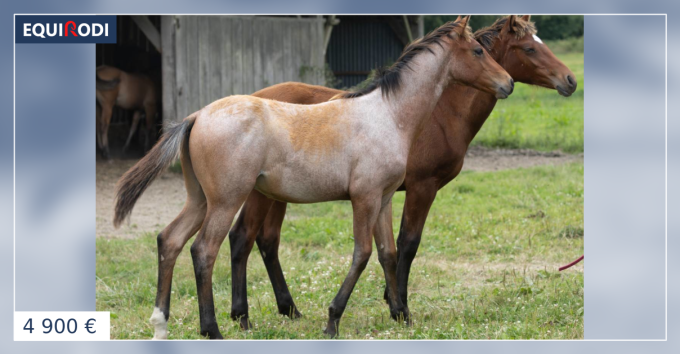 Evolution Rouan Cheval Poulain Quarter Horse Bai Rouan (931249) | Acheter ce cheval | Equirodi ...