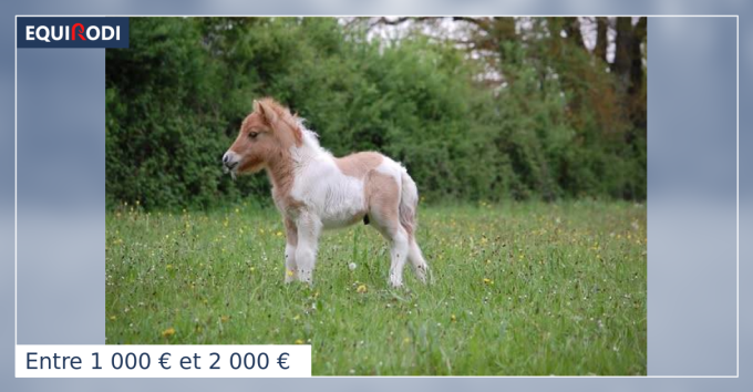 Licol nylon réglable poney - la halle aux minis