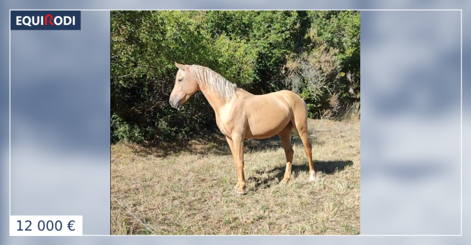 Peluche Poney Rouge - Taille 30cm - Les Poneys Ponytails - Peluches de