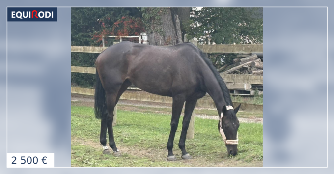 Equilly jument pur sang de 6 ans (966867) | Acheter ce cheval ...