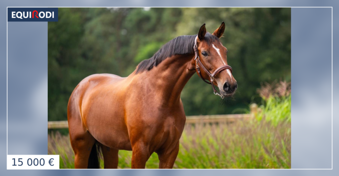 Elegant and charming dressage mare