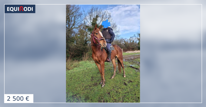gentil trotteur de 4 ans pour loisir (986769) | Acheter ce cheval ...