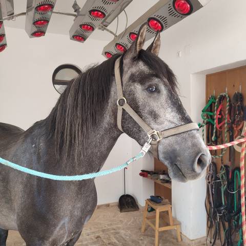 Hongre pre pure race espagnole a vendre 2022 gris par indexado