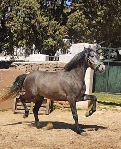 Hongre pre pure race espagnole a vendre 2022 gris par indexado