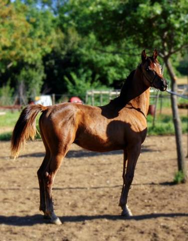 Poulain pur sang arabe 