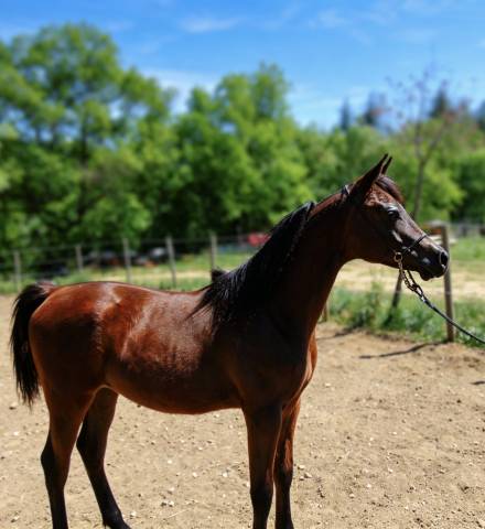 Poulain pur sang arabe