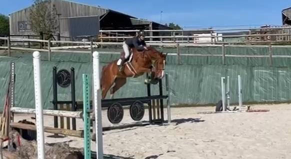 Hongre de 7 ans par andiamo semilly