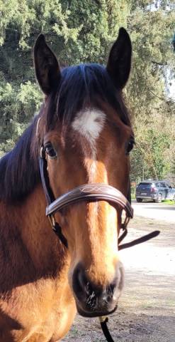 Pur sang irlandais 5 ans 