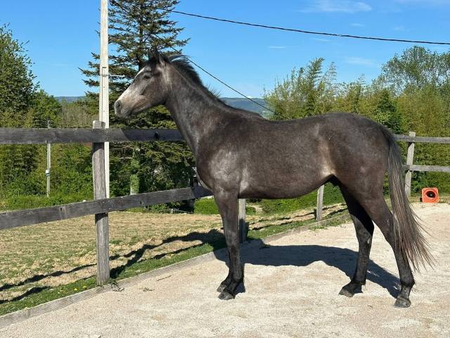 Poulain anglo-arabe part bred né en 2024