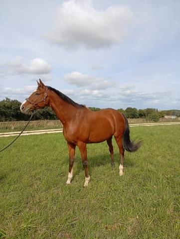 Selle français 16 ans - cso-cce-loisirs