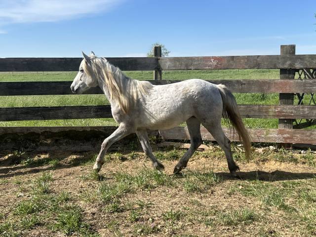 Ophéline du long, camargue 2 ans