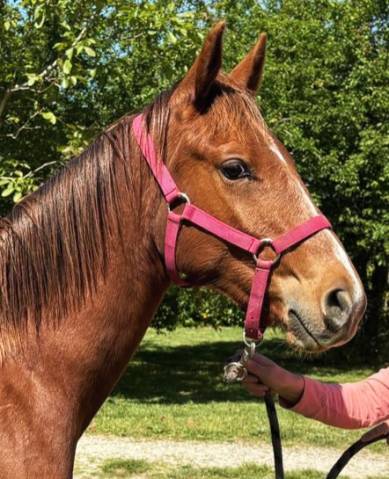 Poulain 1 an sf x pfs