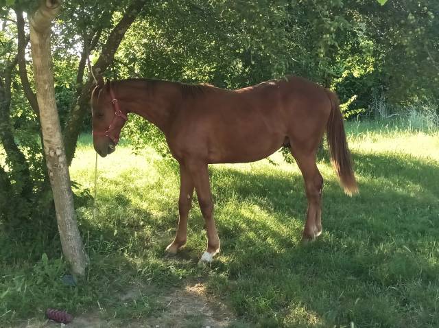Poulain 1 an sf x pfs