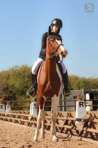 Jeune cheval de 4ans 