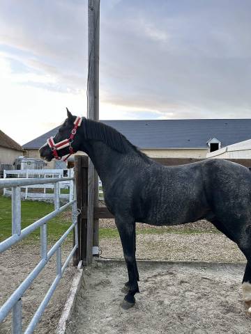 Entier pur-sang-arabe 7 ans noir homozygote