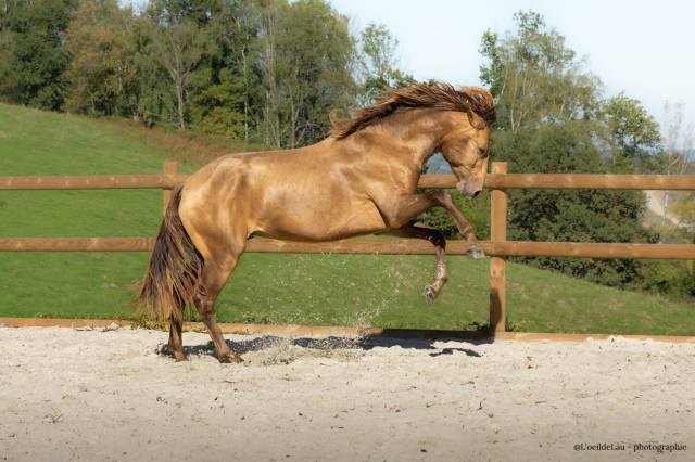 Safran des ocres : etalon lusitanien, double pearl