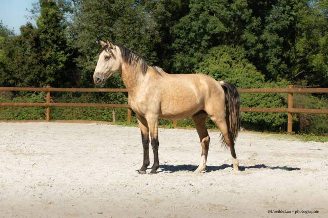 Tyliam pf : etalon lusitanien isabelle