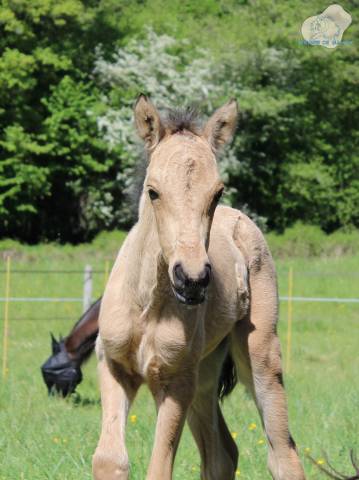 Pouliche connemara pp isabelle