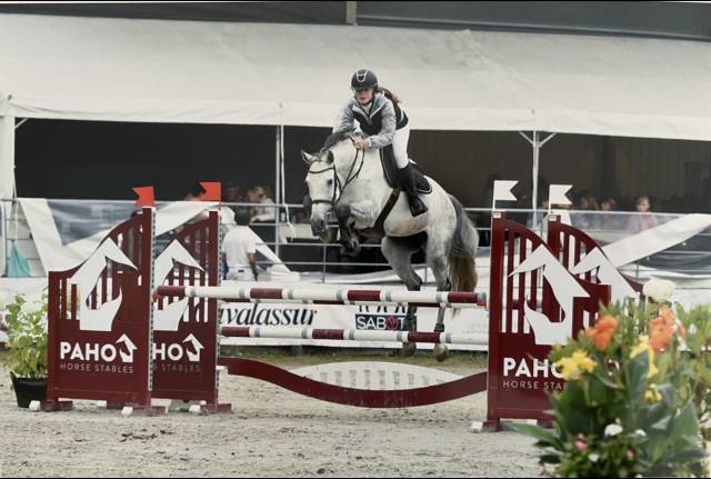 A vendre - jument zangersheide - 10 ans 