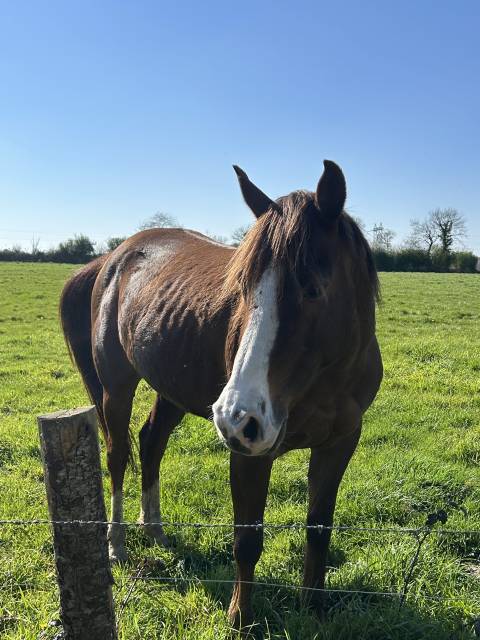 Jument ps loisir randonnée 