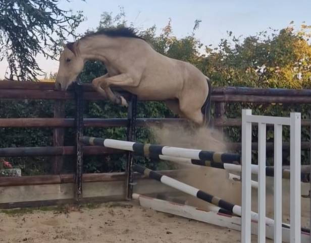 Hongre pfs 3 ans 1m46 gros potentiel cso