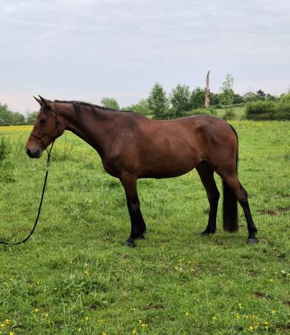 Jument selle français 6 ans