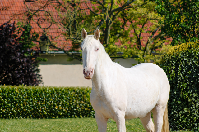 Jument lusitanienne - psl