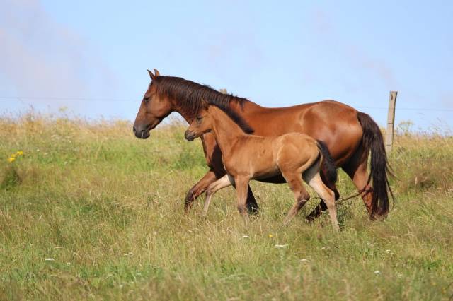 Poulinière pp lusitanienne