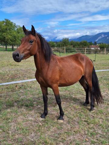 Java d’haizé, oc 7 ans, 1m22