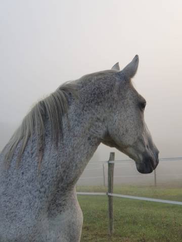 Jument bwp 17 ans – compagnie / poulinière – bon papier