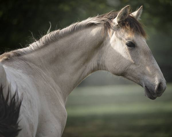 Sublime poulain d’1 an original & en couleur ?